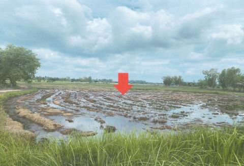 ขายทอดตลาด ที่ดินว่างเปล่า ต.เหนือ อ.เมืองกาฬสินธุ์ จ.กาฬสินธุ์