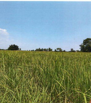 ขายทอดตลาด ที่ดินว่างเปล่า ต.ลำพาน อ.เมืองกาฬสินธุ์ จ.กาฬสินธุ์