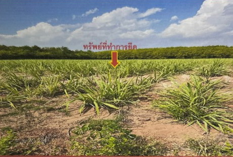 ขายทอดตลาด ที่ดินว่างเปล่า ต.สหัสขันธ์ อ.สหัสขันธ์ จ.กาฬสินธุ์