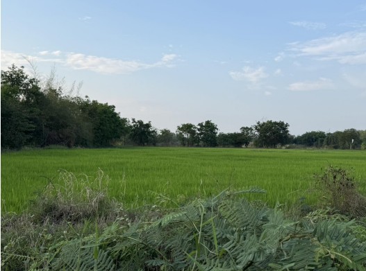 ขายทอดตลาด ที่ดินว่างเปล่า ต.พระลับ อ.เมืองขอนแก่น จ.ขอนแก่น
