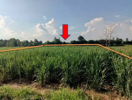 ขายทอดตลาด ที่ดินว่างเปล่า ต.สามขา อ.กุฉินารายณ์ จ.กาฬสินธุ์