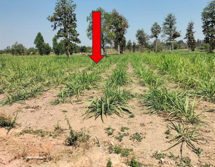 ขายทอดตลาด ที่ดินว่างเปล่า ต.หนองกุงศรี อ.หนองกุงศรี จ.กาฬสินธุ์
