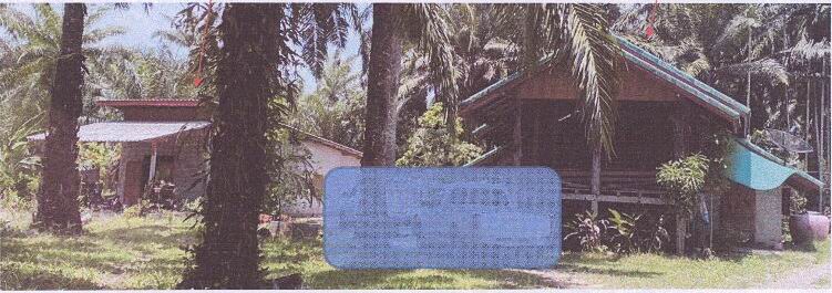 ขายทอดตลาด ที่ดินพร้อมสิ่งปลูกสร้าง ต.ทุ่งไทรทอง อ.ลำทับ จ.กระบี่