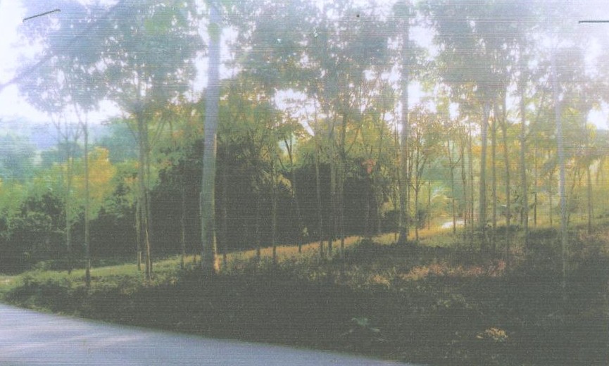ขายทอดตลาด ที่ดินว่างเปล่า ต.หนองทะเล อ.เมืองกระบี่ จ.กระบี่