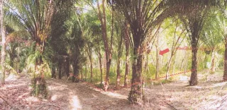 รูปทรัพย์ 2