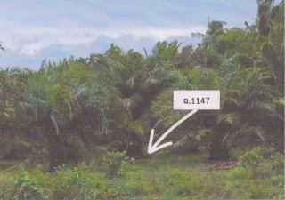 รูปทรัพย์ 3