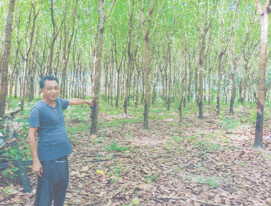 ขายทอดตลาด ที่ดินว่างเปล่า ต.คลองพน อ.คลองท่อม จ.กระบี่