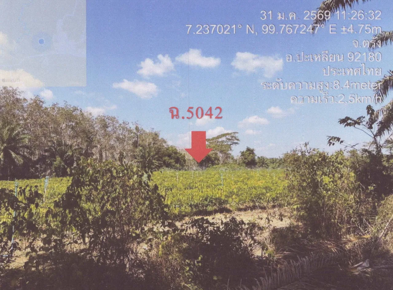 ขายทอดตลาด ที่ดินว่างเปล่า ต.ทุ่งยาว อ.ปะเหลียน จ.ตรัง