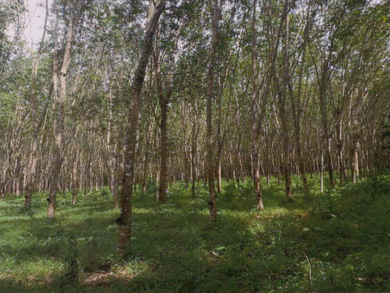 ขายทอดตลาด ที่ดินว่างเปล่า ต.ท่าสะบ้า อ.วังวิเศษ จ.ตรัง