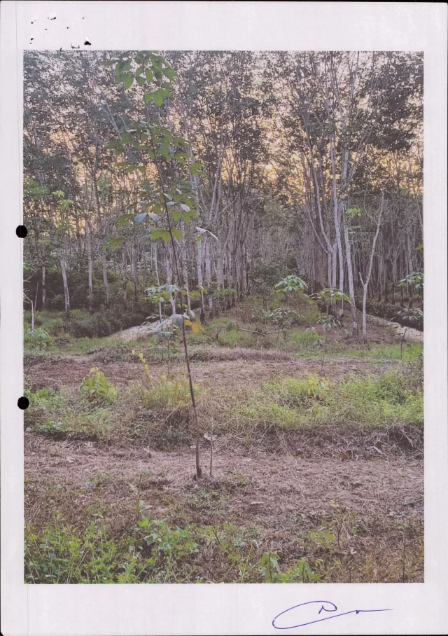 ขายทอดตลาด ที่ดินว่างเปล่า ต.เขาวิเศษ อ.วังวิเศษ จ.ตรัง