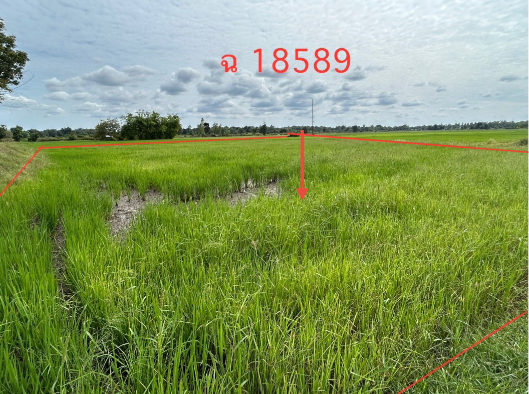 ขายทอดตลาด ที่ดินว่างเปล่า ต.ท่าไม้ อ.พรานกระต่าย จ.กำแพงเพชร