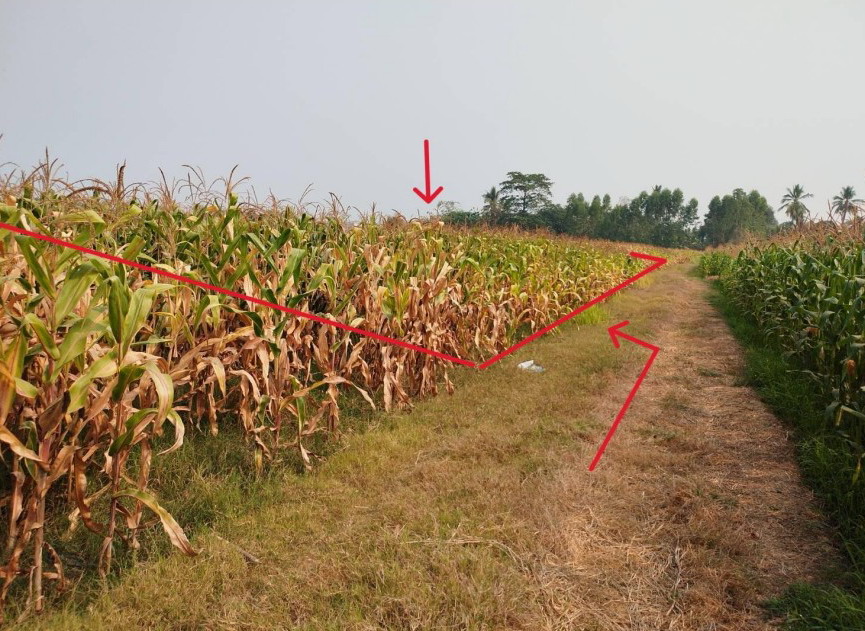 ขายทอดตลาด ที่ดินว่างเปล่า ต.ลานดอกไม้ตก อ.โกสัมพีนคร จ.กำแพงเพชร