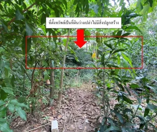 รูปทรัพย์ 2
