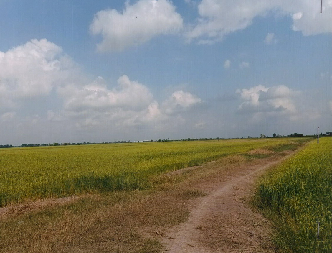 ขายทอดตลาด ที่ดินว่างเปล่า จ.อุดรธานี