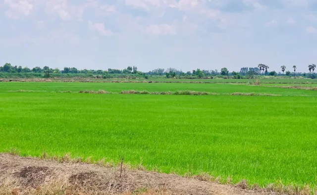 ขายทอดตลาด ที่ดินว่างเปล่า ต.ศรีจุฬา อ.เมืองนครนายก จ.นครนายก