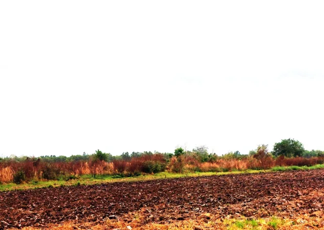 ขายทอดตลาด ที่ดินว่างเปล่า ต.ท่าทราย อ.เมืองนครนายก จ.นครนายก