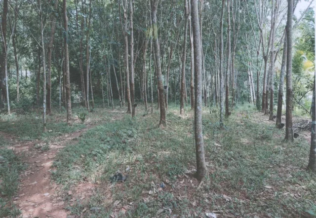 ขายทอดตลาด ที่ดินพร้อมสิ่งปลูกสร้าง ต.หนองทะเล อ.เมืองกระบี่ จ.กระบี่
