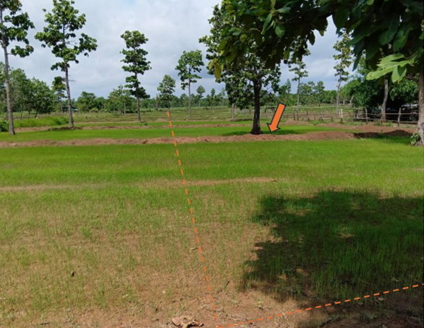 ขายทอดตลาด ที่ดินว่างเปล่า ต.ปลาปาก อ.ปลาปาก จ.นครพนม