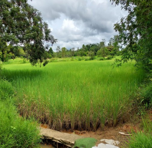 ขายทอดตลาด ที่ดินว่างเปล่า ต.นาเดื่อ อ.ศรีสงคราม จ.นครพนม