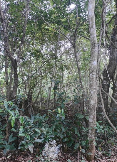 ขายทอดตลาด ที่ดินว่างเปล่า ต.หนองสังข์ อ.นาแก จ.นครพนม