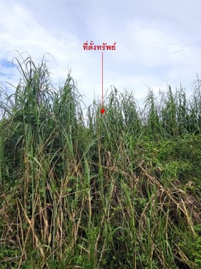 ขายทอดตลาด ที่ดินว่างเปล่า ต.ปากนคร (ท่าซัก) อ.เมืองนครศรีธรรมราช จ.นครศรีธรรมราช