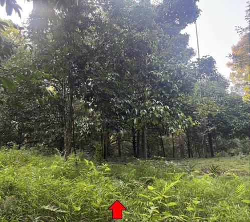 ขายทอดตลาด ที่ดินพร้อมสิ่งปลูกสร้าง ต.ลานสกา อ.ลานสกา จ.นครศรีธรรมราช