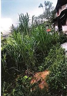 ขายทอดตลาด ที่ดินว่างเปล่า ต.โพธิ์เสด็จ อ.เมืองนครศรีธรรมราช จ.นครศรีธรรมราช