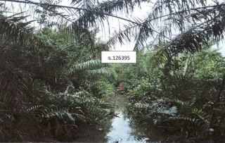 รูปทรัพย์ 2