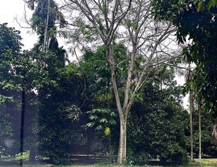 ขายทอดตลาด ที่ดินว่างเปล่า ต.นาเหรง อ.นบพิตำ จ.นครศรีธรรมราช