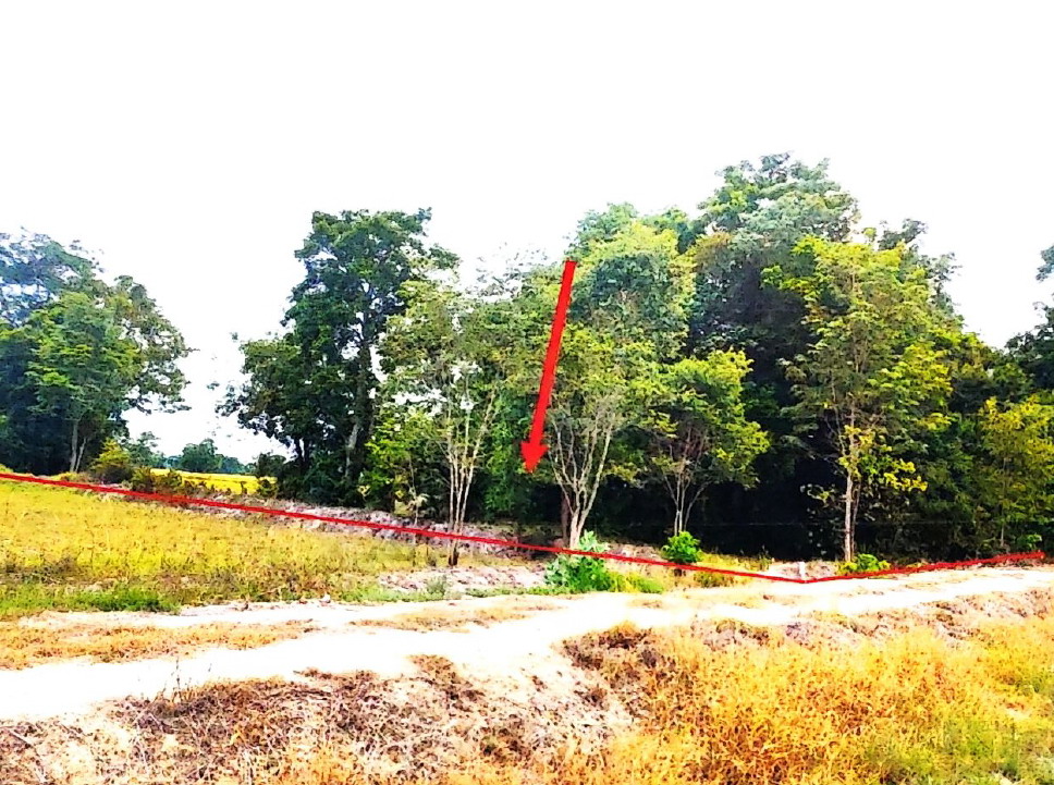 ขายทอดตลาด ที่ดินว่างเปล่า จ.นครราชสีมา