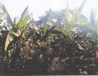 รูปทรัพย์ 1