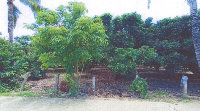 ขายทอดตลาด ที่ดินว่างเปล่า ต.(ศรีถ้อย)เจดีย์หลวง อ.แม่สรวย จ.เชียงราย