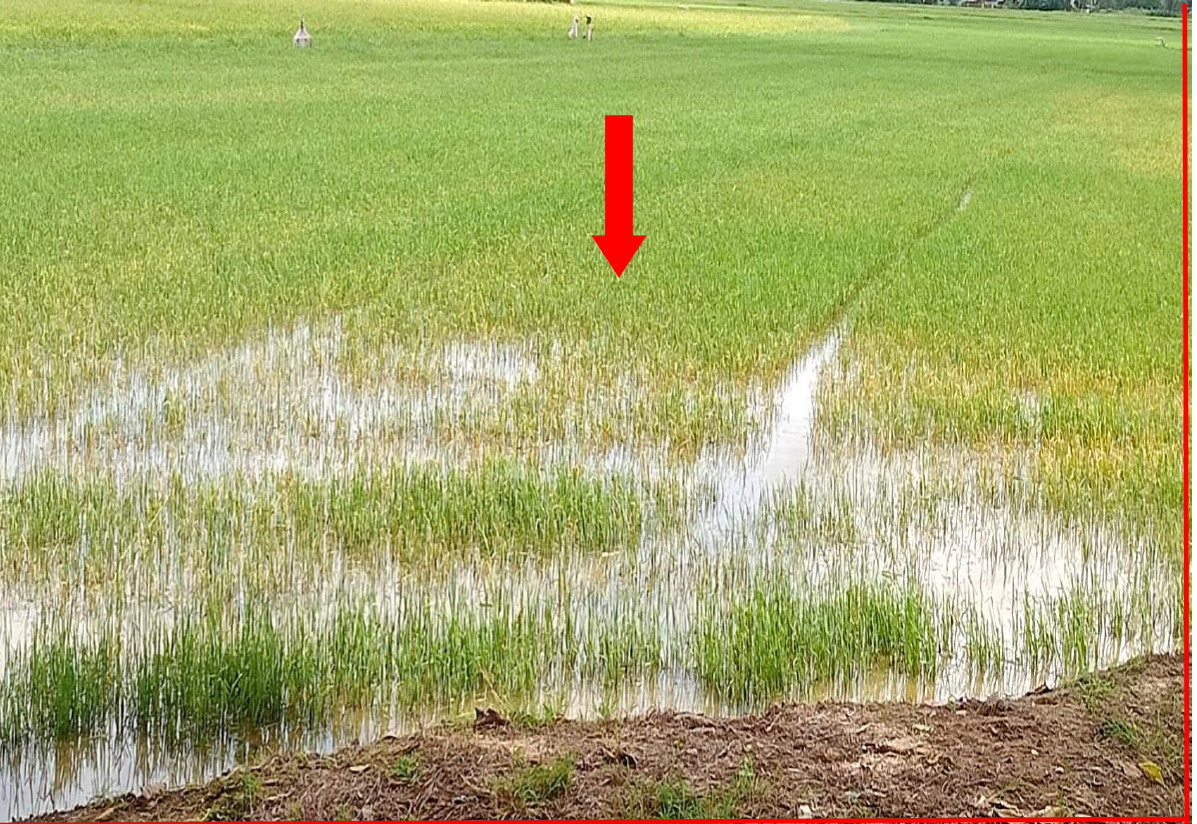 ขายทอดตลาด ที่ดินว่างเปล่า ต.บางพระหลวง อ.เมืองนครสวรรค์ จ.นครสวรรค์