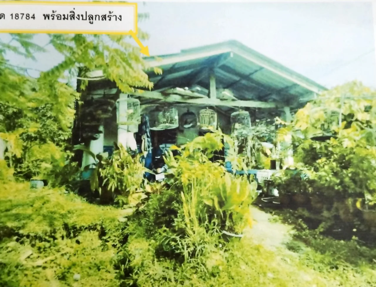 ขายทอดตลาด ที่ดินพร้อมสิ่งปลูกสร้าง ต.ป่ากอ อ.เมืองพังงา จ.พังงา