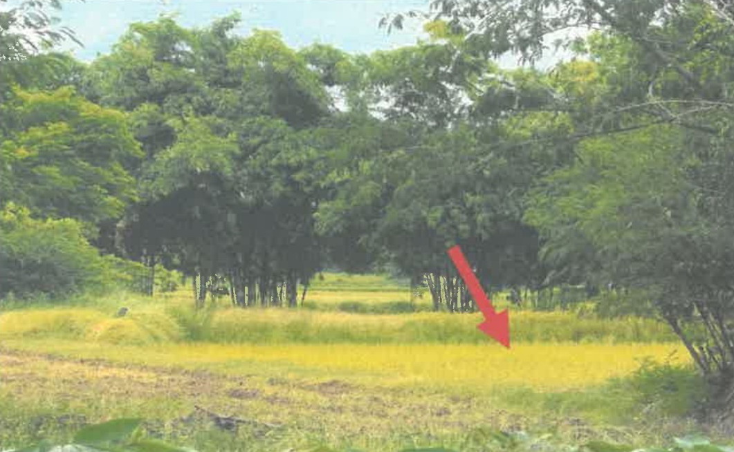 ขายทอดตลาด ที่ดินว่างเปล่า ต.ขามเฒ่า อ.โนนสูง จ.นครราชสีมา