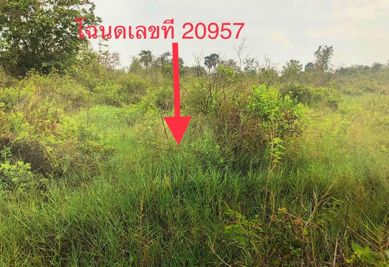 ขายทอดตลาด ที่ดินว่างเปล่า ต.บึงอ้อ อ.ขามทะเลสอ จ.นครราชสีมา