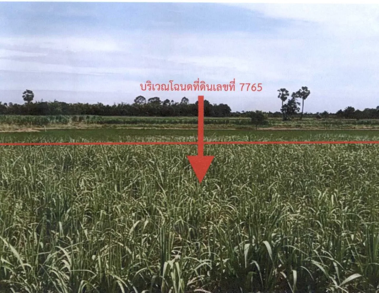 ขายทอดตลาด ที่ดินว่างเปล่า ต.ด่านเกวียน(ท่าอ่าง) อ.โชคชัย จ.นครราชสีมา