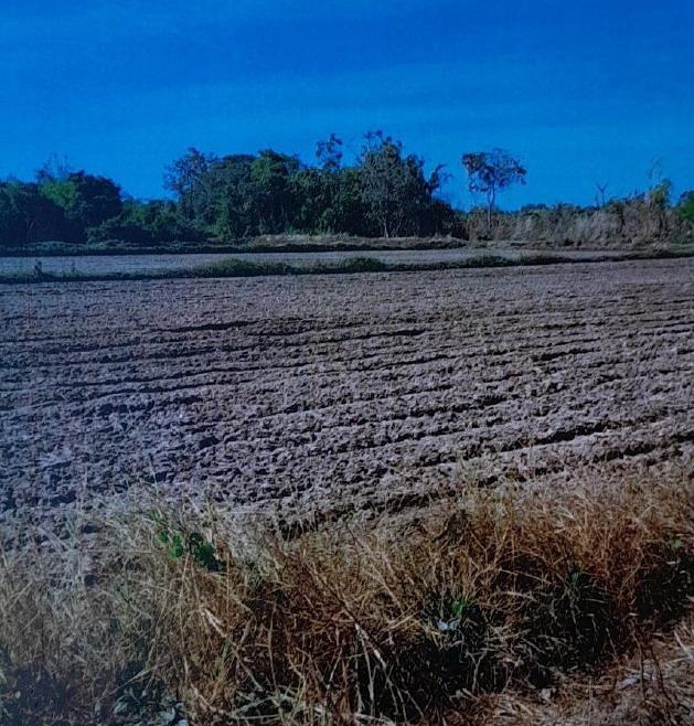 ขายทอดตลาด ที่ดินพร้อมสิ่งปลูกสร้าง ต.เขื่องคำ อ.เมืองยโสธร จ.ยโสธร