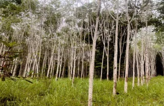 รูปทรัพย์ 1