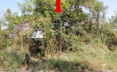 ขายทอดตลาด ที่ดินว่างเปล่า แขวงคลองสิบสอง เขตหนองจอก จ.กรุงเทพมหานคร