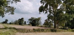 ขายทอดตลาด ที่ดินว่างเปล่า ต.หนองบัวสะอาด อ.บัวใหญ่ จ.นครราชสีมา