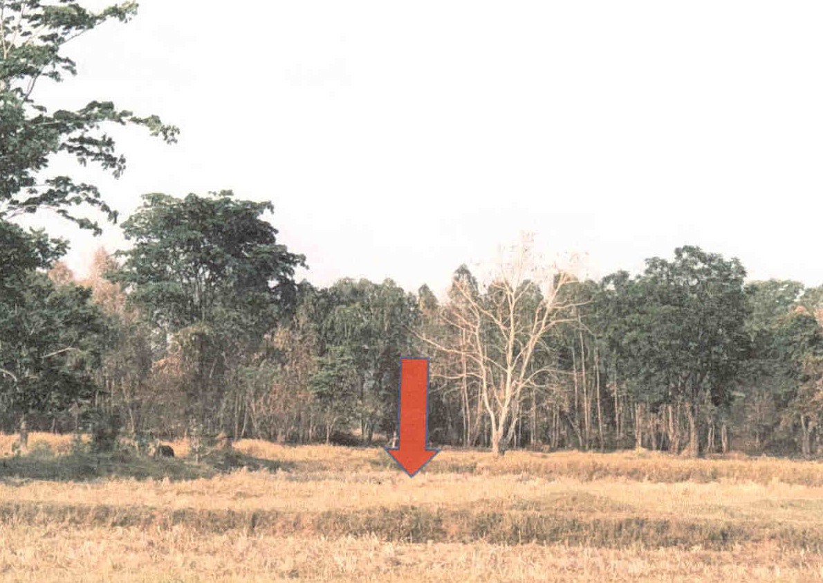 ขายทอดตลาด ที่ดินว่างเปล่า ต.เทพาลัย อ.คง จ.นครราชสีมา