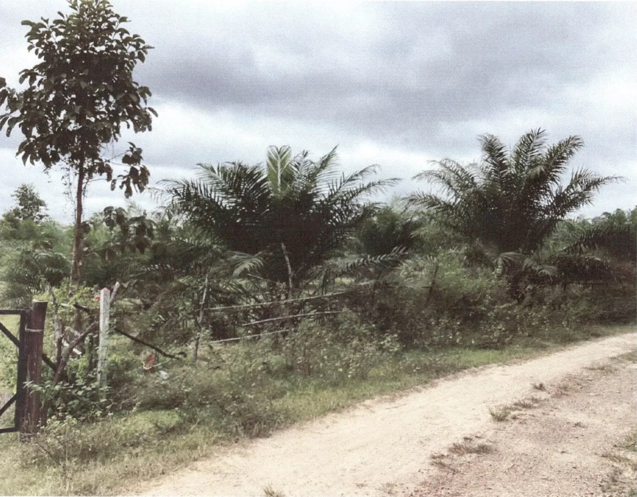 ขายทอดตลาด ที่ดินว่างเปล่า จ.กระบี่