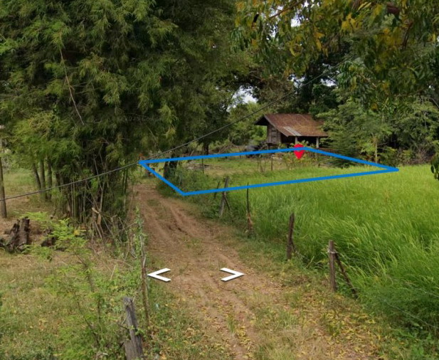 ขายทอดตลาด ที่ดินว่างเปล่า ต.วังไม้แดง อ.ประทาย จ.นครราชสีมา