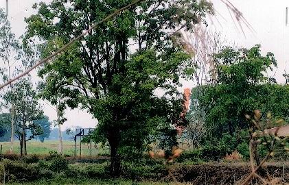 ขายทอดตลาด ที่ดินว่างเปล่า ต.หนองกุงใหญ่ อ.กระนวน จ.ขอนแก่น