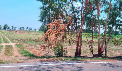 ขายทอดตลาด ที่ดินว่างเปล่า ต.คำเหมือดแก้ว อ.ห้วยเม็ก จ.กาฬสินธุ์