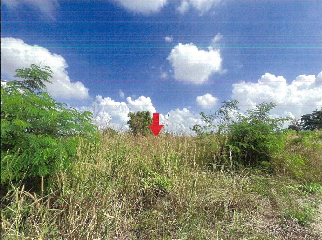 ขายทอดตลาด ที่ดินว่างเปล่า ต.นากลาง อ.สูงเนิน จ.นครราชสีมา