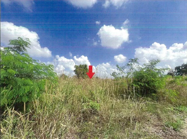 ขายทอดตลาด ที่ดินว่างเปล่า ต.นากลาง อ.สูงเนิน จ.นครราชสีมา