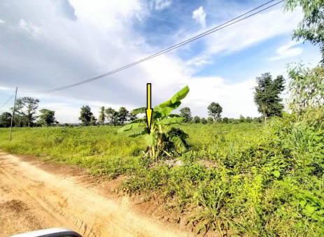 ขายทอดตลาด ที่ดินว่างเปล่า ต.สงเปลือย อ.นามน จ.กาฬสินธุ์