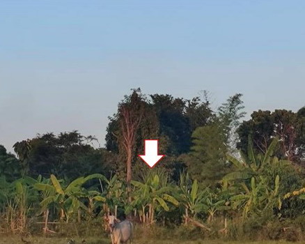 ขายทอดตลาด ที่ดินว่างเปล่า ต.แซงบาดาล อ.สมเด็จ จ.กาฬสินธุ์